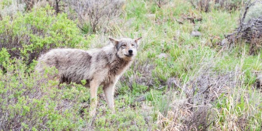 A Grey Wolf Is Seen Close Up On Wildlife Safari In The Lamar Valley Of Yellowstone National Park