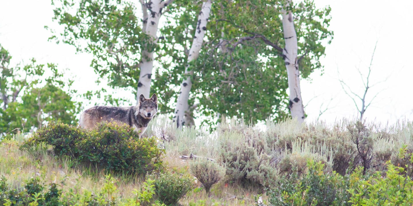 A Grey Wolf Stands In Sagebrush In The Greater Yellowstone Ecosystem