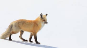 A Red Fox Hunts For Prey In The Snowy Landscape Of The Hayden Valley In Yellowstone National Park