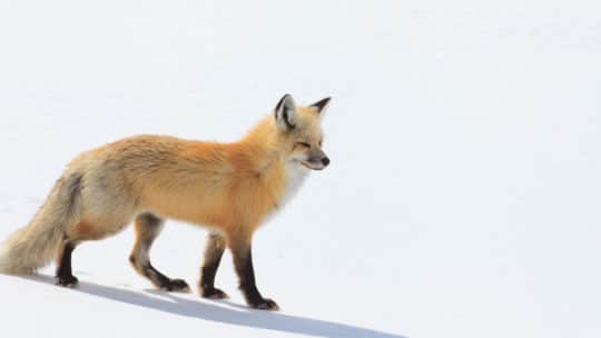 A Red Fox Hunts For Prey In The Snowy Landscape Of The Hayden Valley In Yellowstone National Park