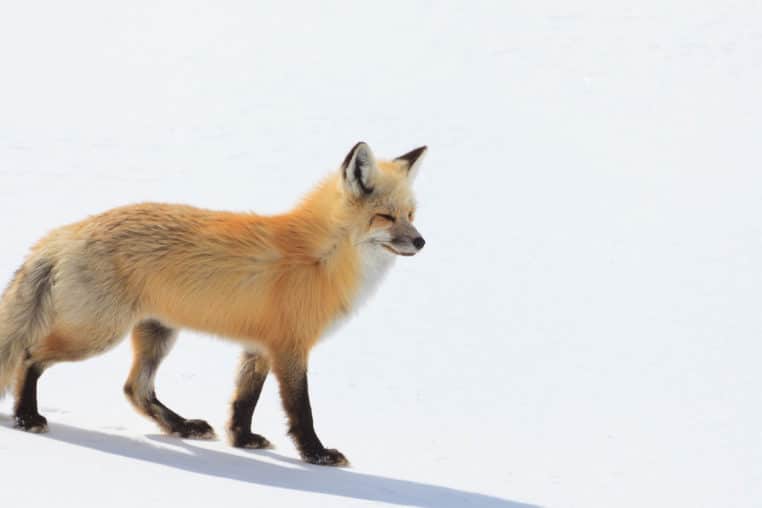 A Red Fox Hunts For Prey In The Snowy Landscape Of The Hayden Valley In Yellowstone National Park