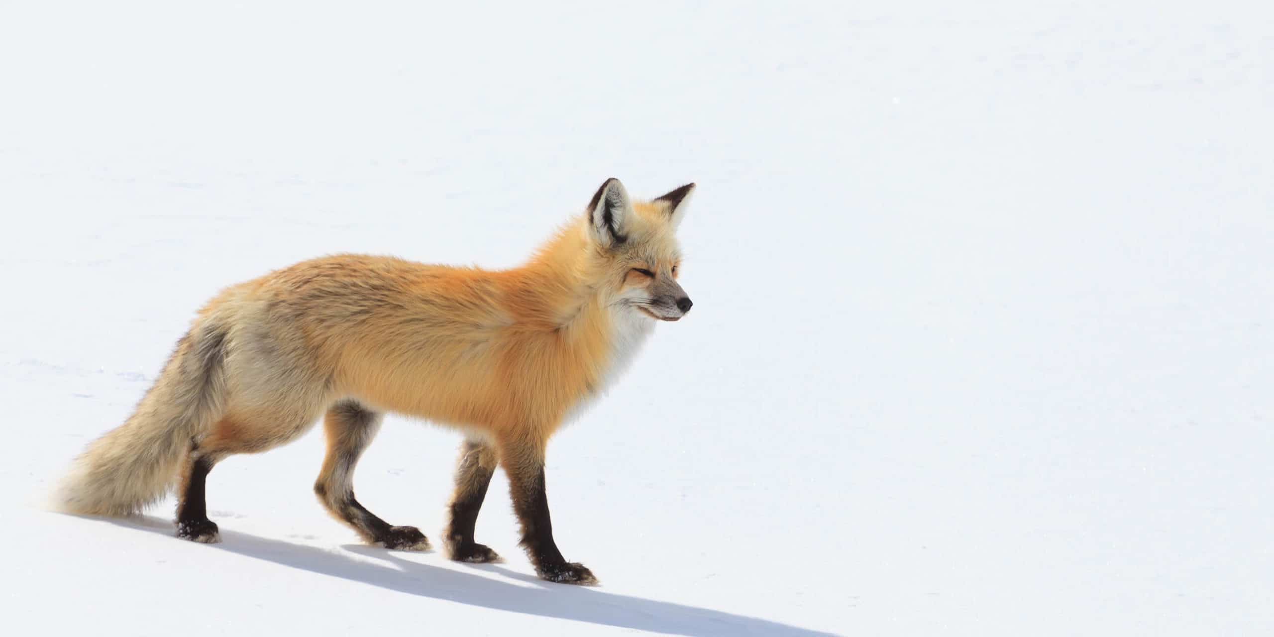 A Red Fox Hunts For Prey In The Snowy Landscape Of The Hayden Valley In Yellowstone National Park