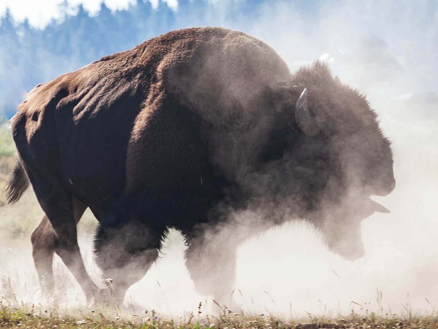 A Bull Bison In Rut Kicks Up A Dust Cloud In Yellowstone National Park
