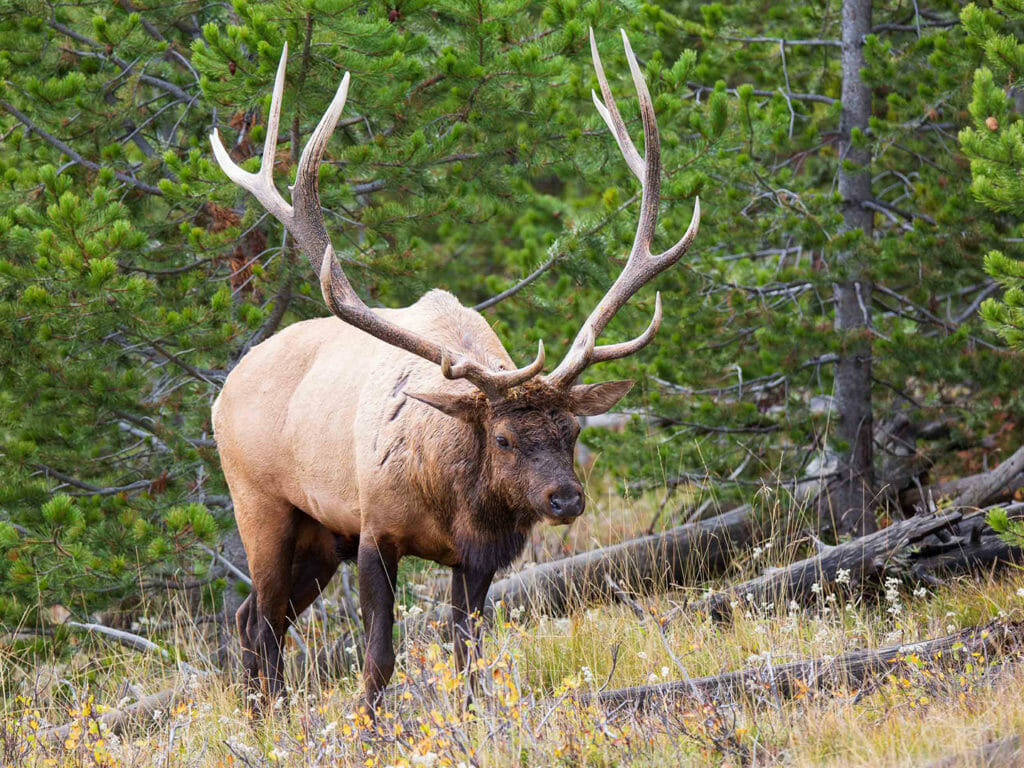 About - Yellowstone Safari Company