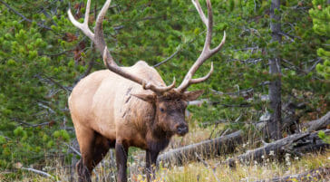 A Bull Elk Grazes In A Meadow Along The Banks Of Yellowstone Lake In Yellowstone National Park