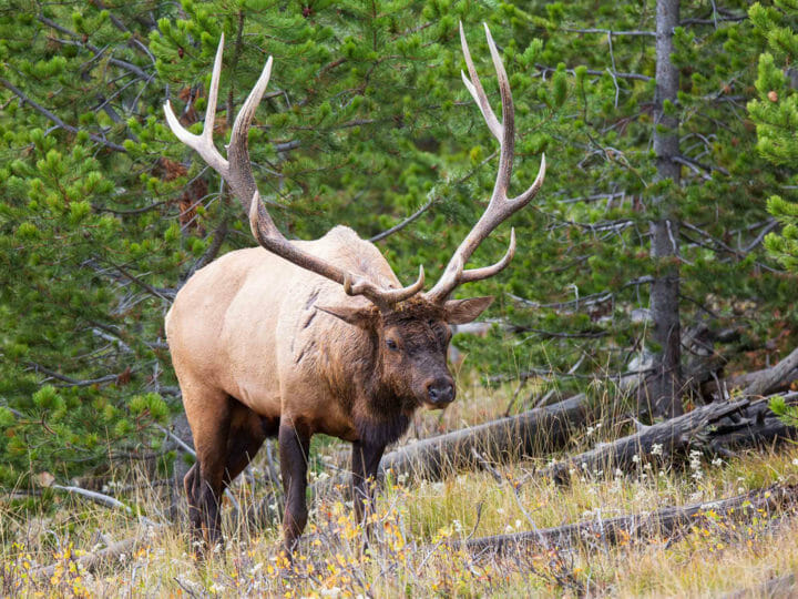 A Bull Elk Grazes In A Meadow Along The Banks Of Yellowstone Lake In Yellowstone National Park
