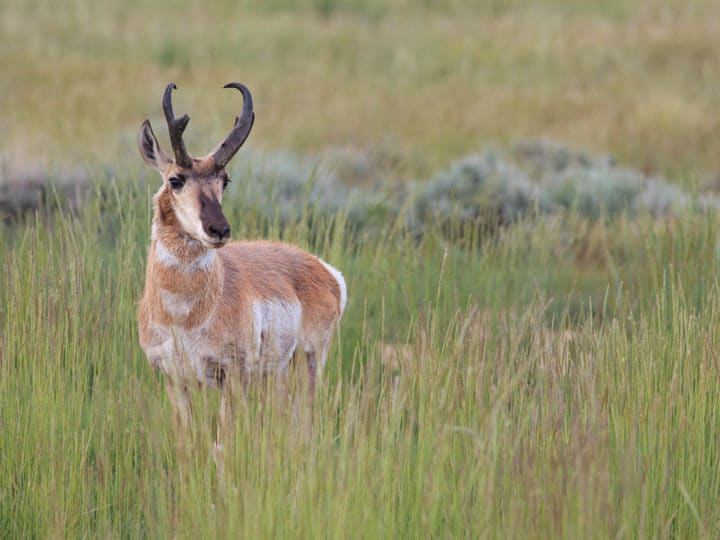 A Pronghorn Buck Stands In A Green Meadow In The Greater Yellowstone Ecosystem