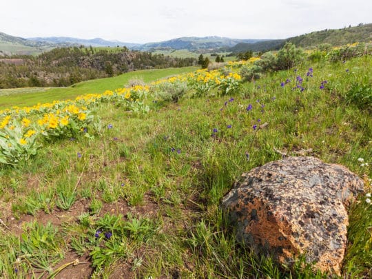 Yellow Arrowleaf Balsamroot Wildflowers Cover A Hillside During Springtime In Yellowstone