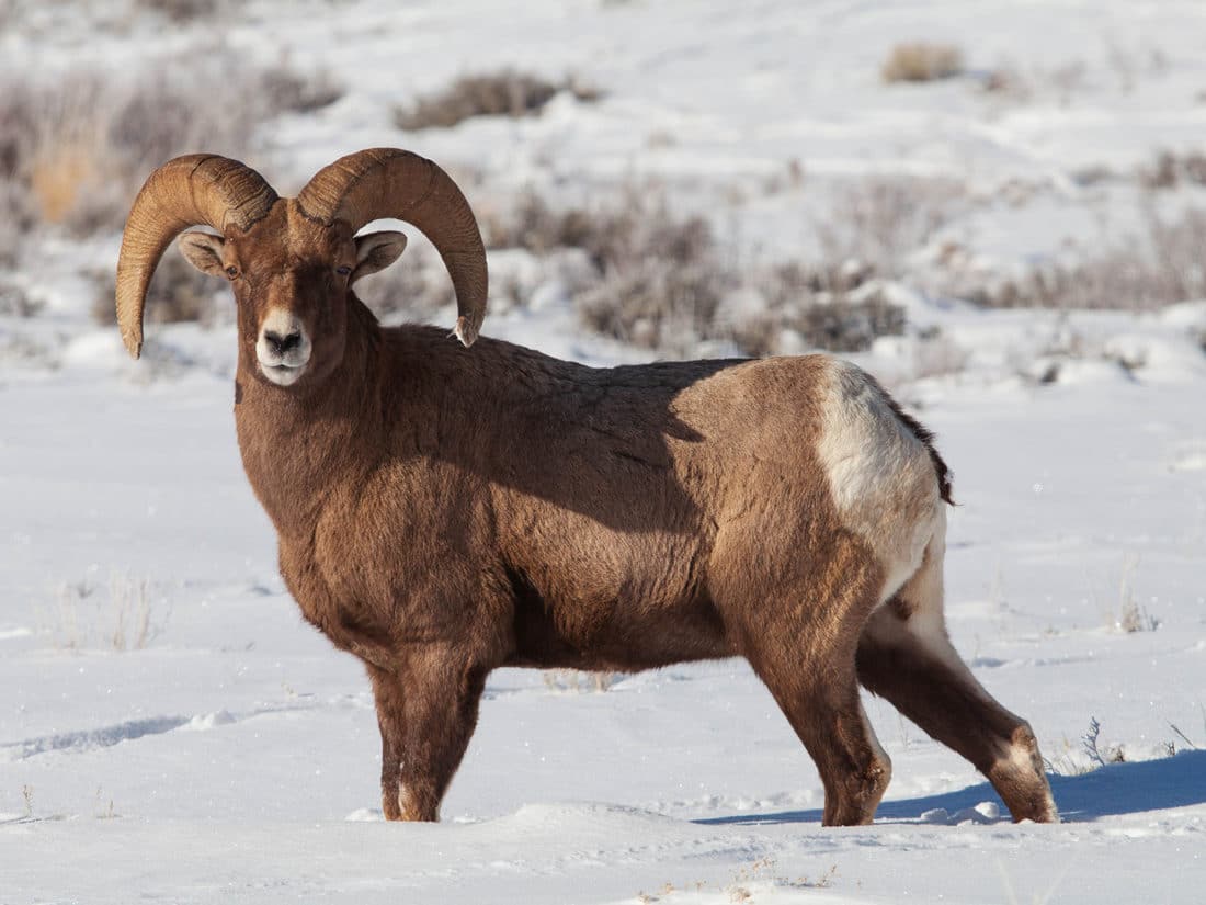 A Bighorn Sheep Ram Stands In The Snow In The Greater Yellowstone Ecosystem