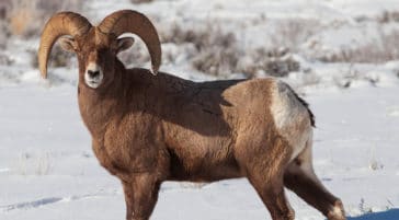 A Bighorn Sheep Ram Stands In The Snow In The Greater Yellowstone Ecosystem