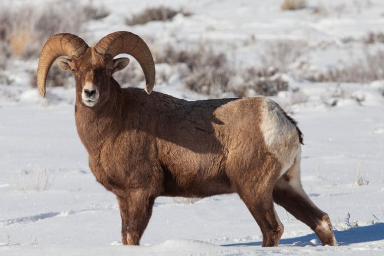 A Bighorn Sheep Ram Stands In The Snow In The Greater Yellowstone Ecosystem