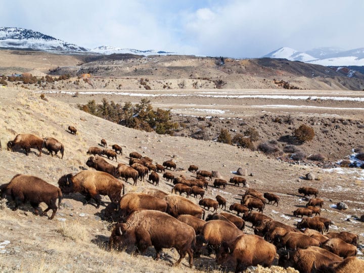 A Herd Of Bison Covers The Hillside As They Migrate In The Northern Range Of Yellowstone National Park