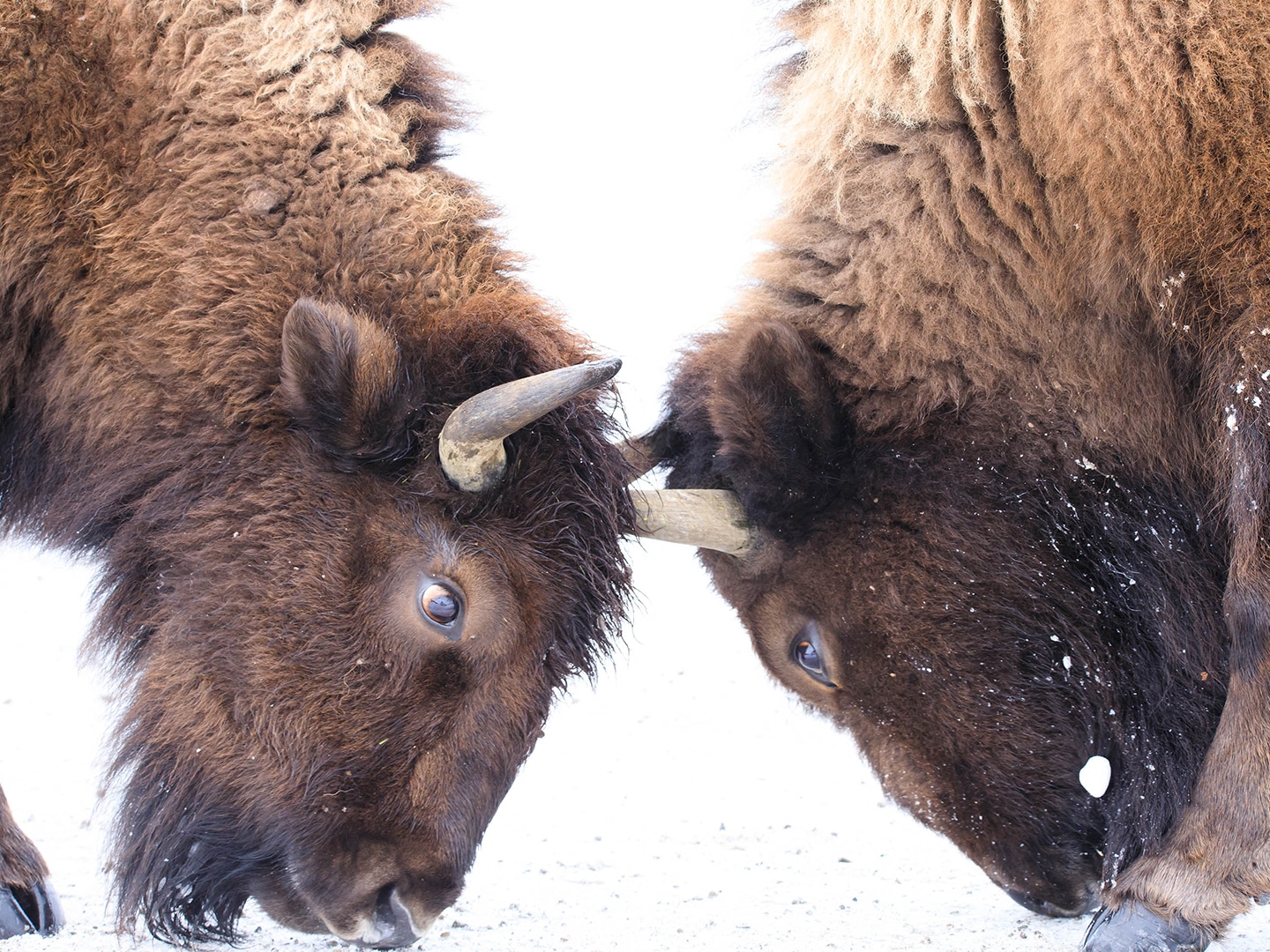 Two Bull Bison Spar With Horns In The Snow Covered Northern Range Of Yellowstone National Park