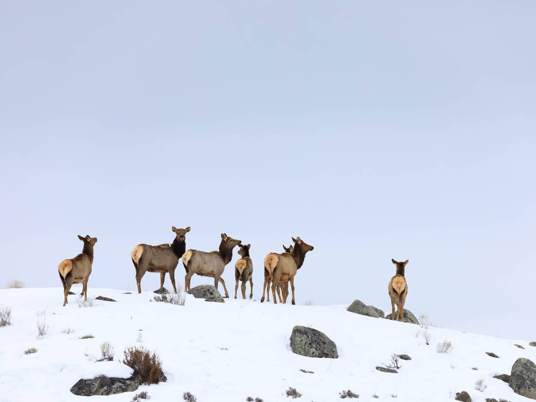 A Small Herd Of Elk Crests A Snowy Ridgeline While Migrating In The Northern Range Of Yellowstone National Park