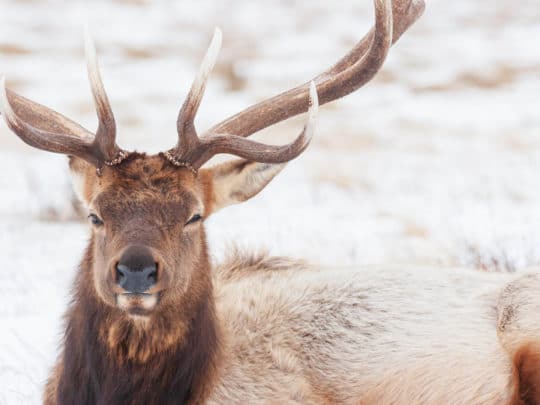 A Bull Elk Rests In The Snow While Enjoying A Rare Moment Of Warm Sunshine On A Winter Day In The Greater Yellowstone Ecosystem