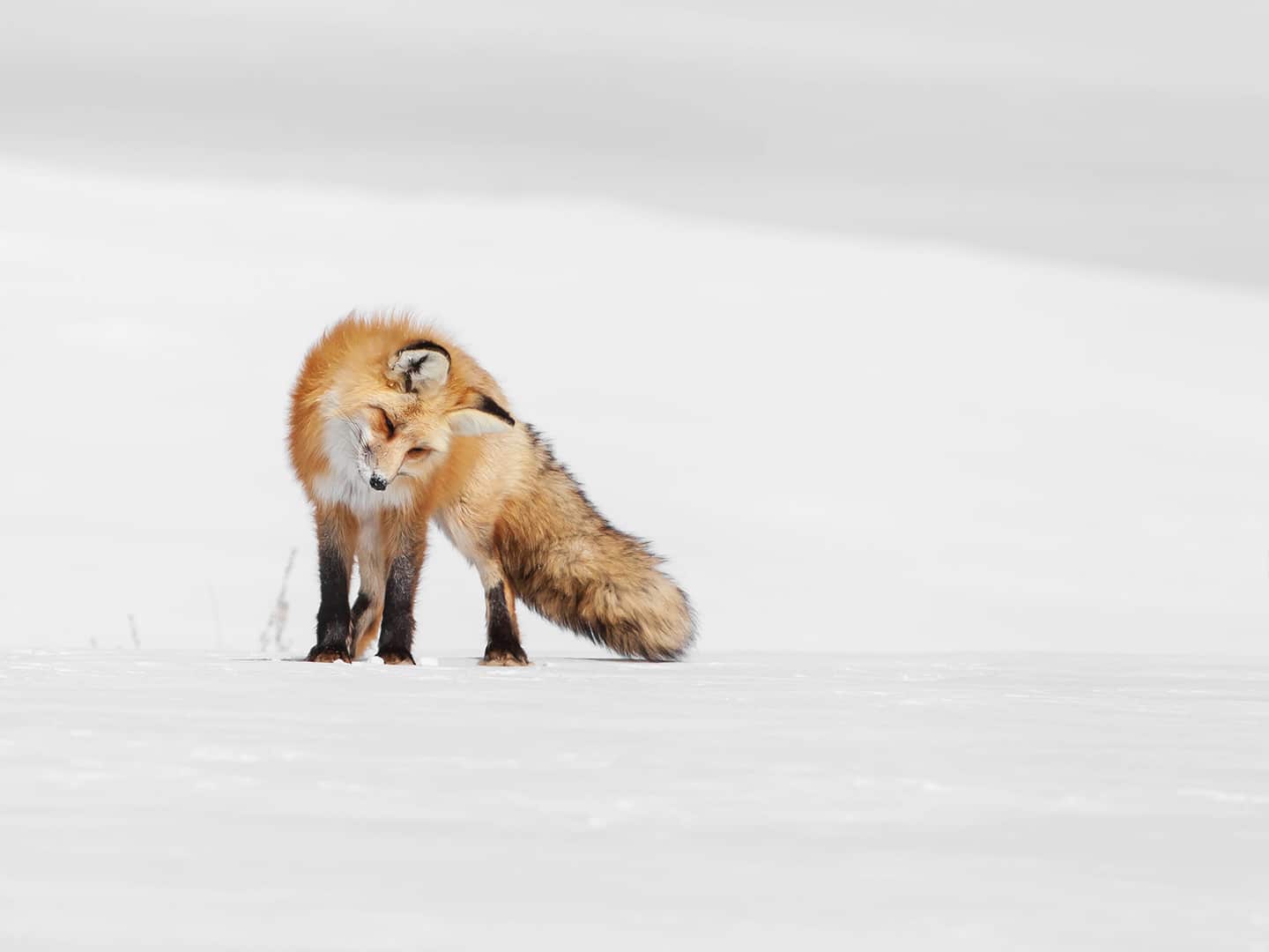 A Red Fox Tilts Its Head To Listen For Rodents Under The Snow In Yellowstone National Park