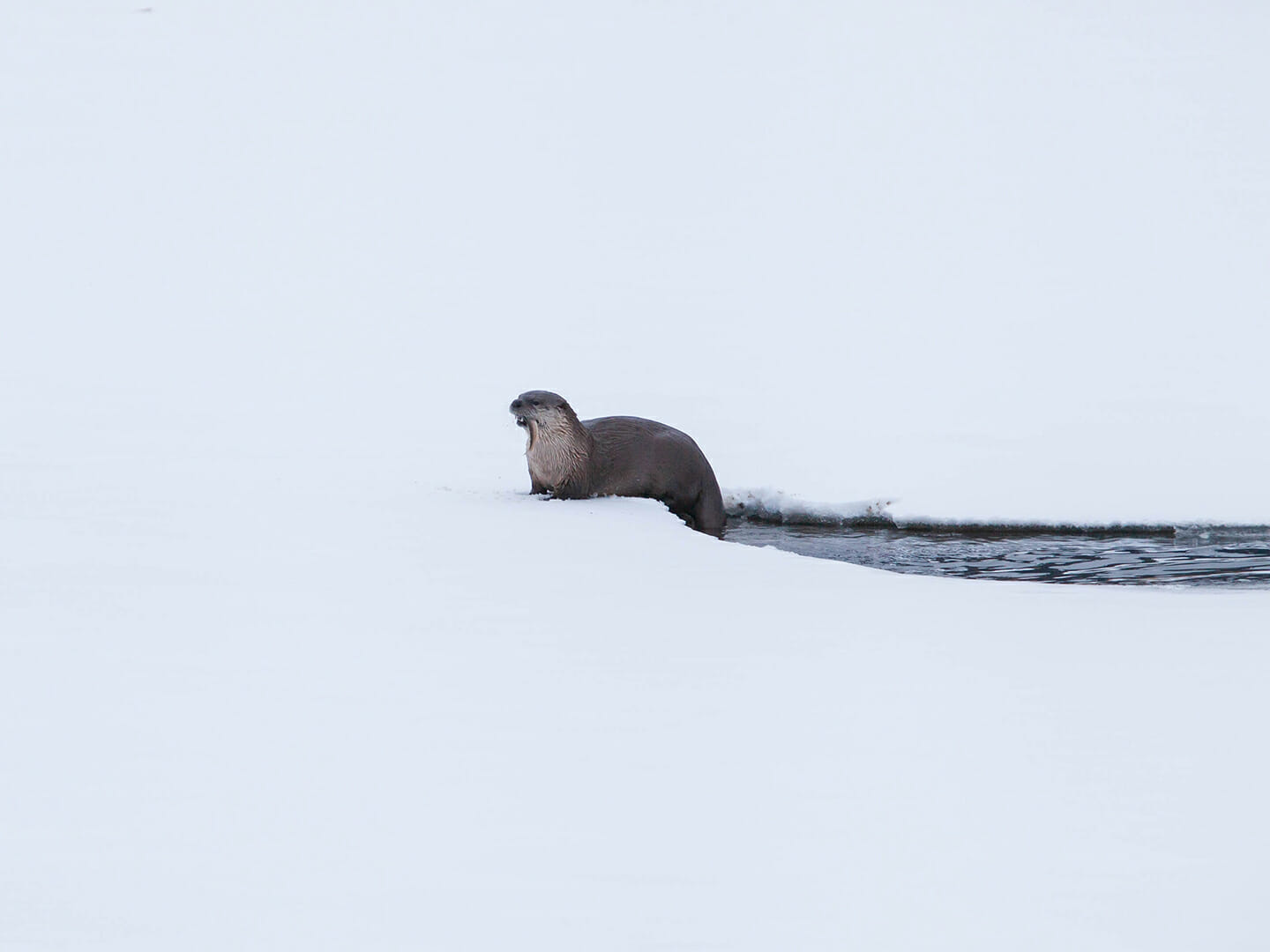 A River Otter Climbs Out Onto The Snow After A Successful Fishing Expedition In The Greater Yellowstone Ecosystem