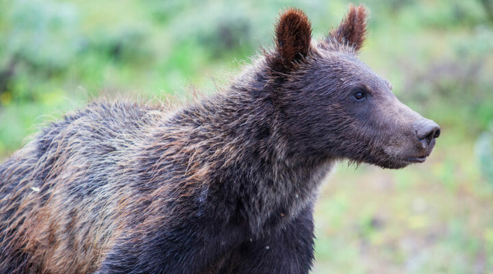 Close Up Shot Of A Grizzly Bear In the Greater Yellowstone Ecosystem