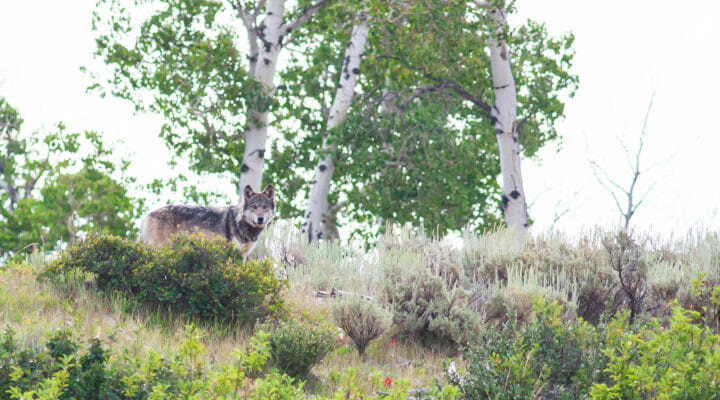 A Grey Wolf Stands In Sagebrush In The Greater Yellowstone Ecosystem