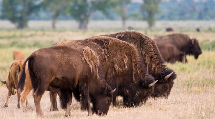 A Herd Of Bison Cows And Bison Calves Graze On Grasses In Yellowstone National Park