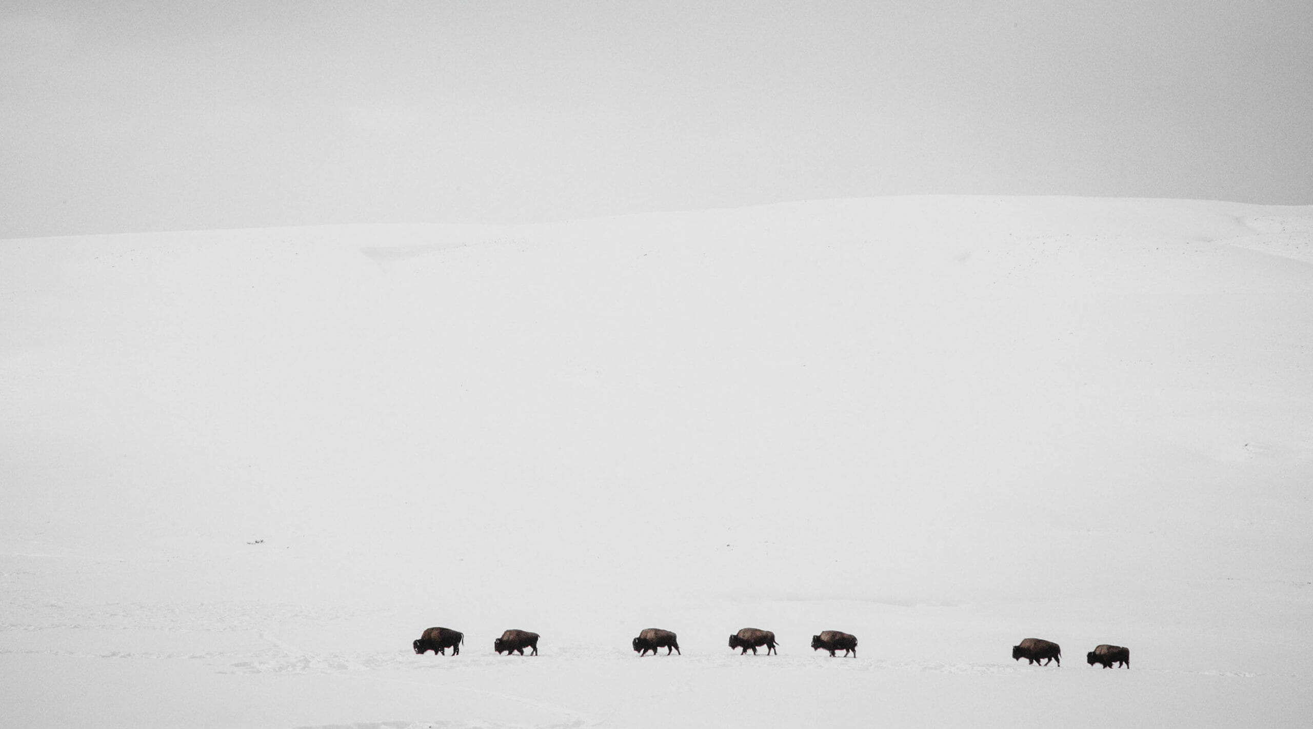 A Herd Of Bison Travel Across A Vast Snowy Landscape In Hayden Valley In Yellowstone National Park