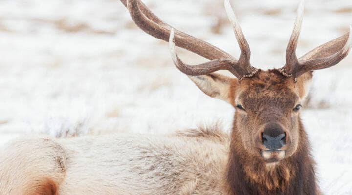 A Bull Elk Rests In The Snow While Enjoying A Rare Moment Of Warm Sunshine On A Winter Day In The Greater Yellowstone Ecosystem