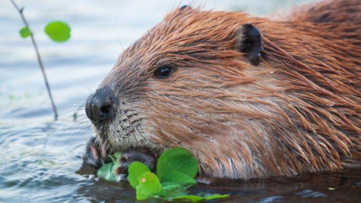 An American Beaver Feeds On Green Vegetation In The Water In The Greater Yellowstone Ecosystem