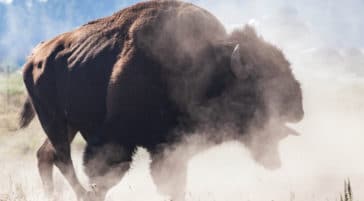 A Bull Bison In Rut Kicks Up A Dust Cloud In Yellowstone National Park