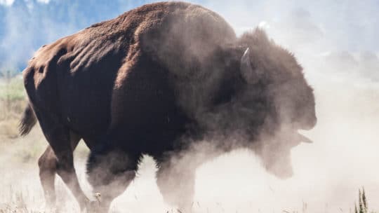 A Bull Bison In Rut Kicks Up A Dust Cloud In Yellowstone National Park