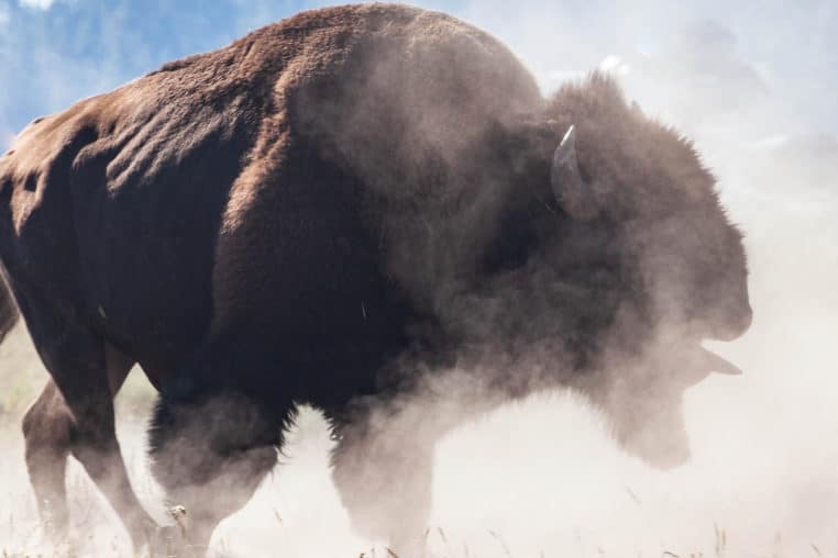 A Bull Bison In Rut Kicks Up A Dust Cloud In Yellowstone National Park