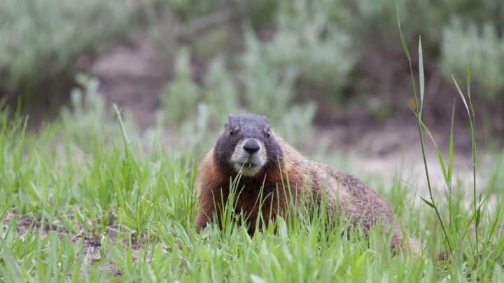 A Marmot Feeds On Grasses In The Greater Yellowstone Ecosystem