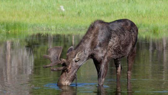 A Moose Forages For Aquatic Vegetation In Wetlands Near Yellowstone National Park