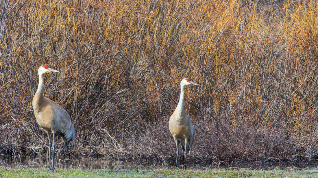 Large Sandhill Cranes Stand In A Meadow In Yellowstone National Park