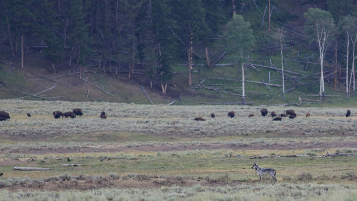 A Grey Wolf Watches A Herd Of Bison Across The Flats In The Lamar Valley Of Yellowstone National Park