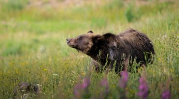 A Grizzly Bear Raises Its Head To Sniff The Air While Crossing An Open Field In The National Park