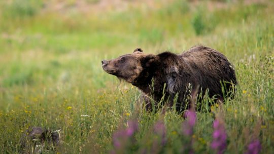 A Grizzly Bear Raises Its Head To Sniff The Air While Crossing An Open Field In The National Park