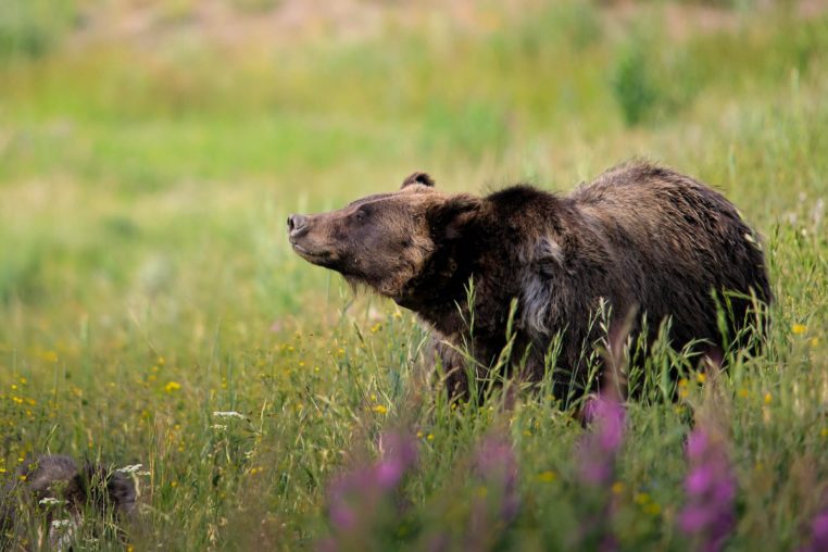 A Grizzly Bear Raises Its Head To Sniff The Air While Crossing An Open Field In The National Park