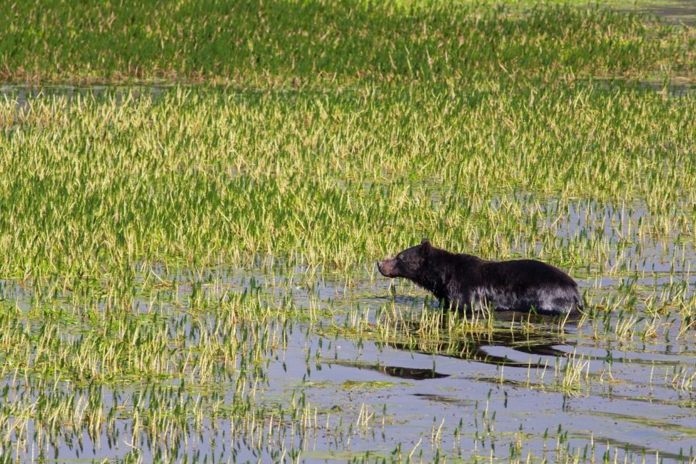 A Grizzly Bear Wades Into The Wetlands Along The Yellowstone River In Yellowstone National Park