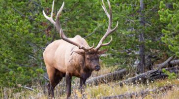 A Bull Elk Grazes In A Meadow Along The Banks Of Yellowstone Lake In Yellowstone National Park