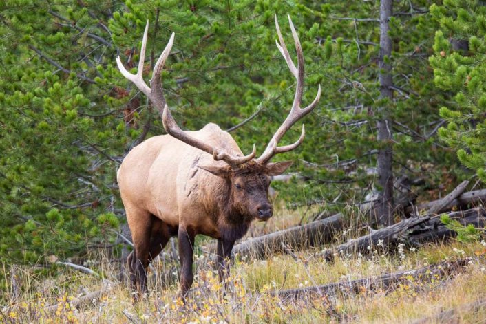 Best of Yellowstone Tours & Highlights | Old Faithful