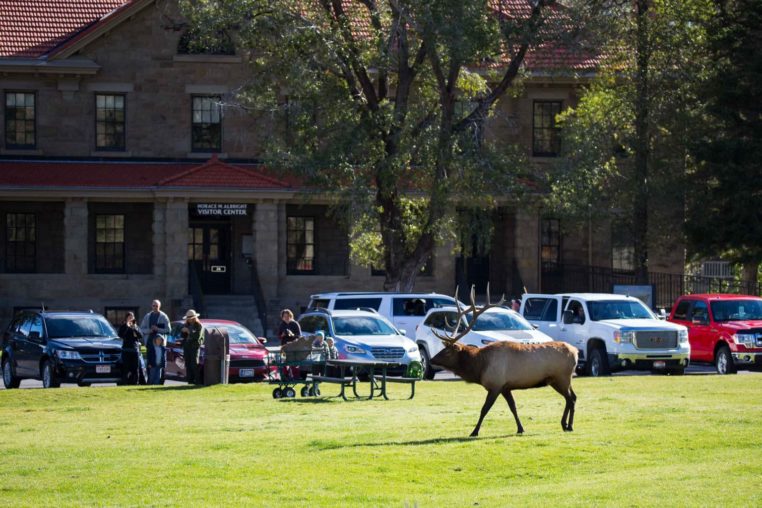 A Bull Elk Crosses The Lawn At The Mammoth Visitor's Center In Yellowstone National Park
