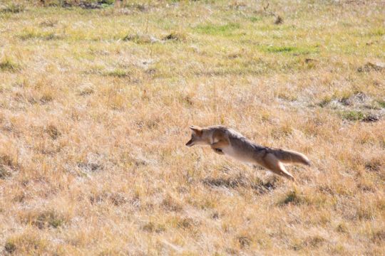 A Coyote Pounces While Hunting Mice And Voles In The Greater Yellowstone Ecosystem