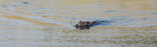A Grizzly Bear Keeps Its Snout Above Water As It Swims Across The Yellowstone River In The Hayden Valley