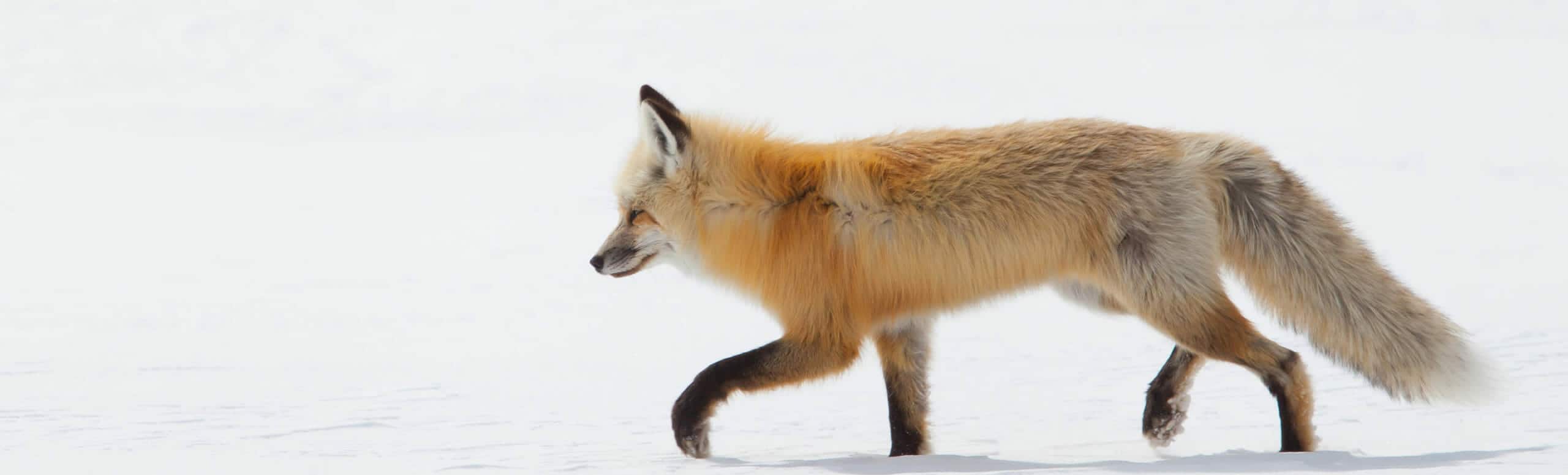 A Red Fox Walks Through The Snow As It Hunts For Prey In Yellowstone National Park