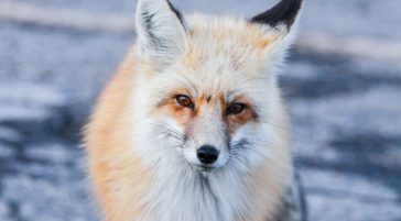 A Red Fox Wanders The Snowy Landscape In The Greater Yellowstone Ecosystem