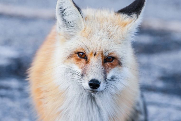 A Red Fox Wanders The Snowy Landscape In The Greater Yellowstone Ecosystem