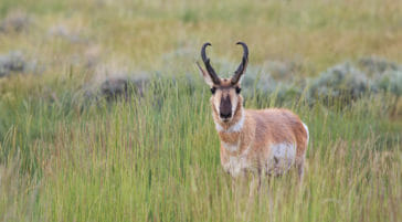 A Pronghorn Buck Stands In A Green Meadow In The Greater Yellowstone Ecosystem