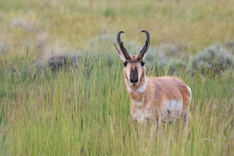 A Pronghorn Buck Stands In A Green Meadow In The Greater Yellowstone Ecosystem