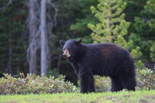 An American Black Bear Stands In The Rain In A Green Meadow In The Greater Yellowstone Ecosystem