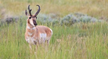 A Pronghorn Buck Stands In A Green Meadow In The Greater Yellowstone Ecosystem